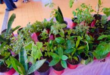 Dia Mundial di Agricultura y Alimentacion Centro di Bario Noord ta invita comunidad: Bin discubri, cumpra y disfruta di productonan fresco, natural y, naturalmente, LOCAL!