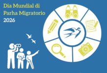 Directie Natuur en Milieu (DNM) ta destaca e tema pa Dia Mundial di Parha Migratorio 2026: “Cada parha ta conta – Bo observacionnan ta haci diferencia”