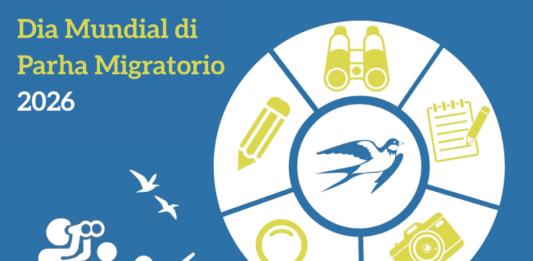 Directie Natuur en Milieu (DNM) ta destaca e tema pa Dia Mundial di Parha Migratorio 2026: โCada parha ta conta โ Bo observacionnan ta haci diferenciaโ