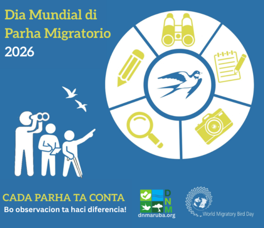 Directie Natuur en Milieu (DNM) ta destaca e tema pa Dia Mundial di Parha Migratorio 2026: āCada parha ta conta ā Bo observacionnan ta haci diferenciaā